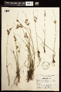 Juncus tenuis image