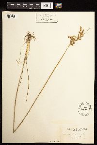 Juncus tenuis image