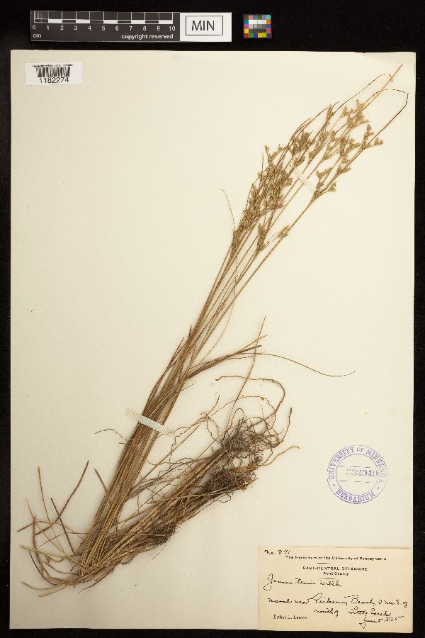 Juncus tenuis image