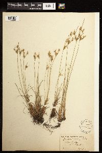 Juncus tenuis image