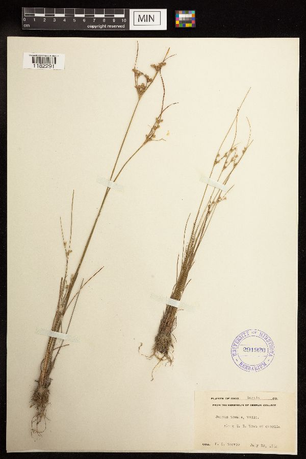 Juncus tenuis image