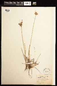 Juncus tenuis image