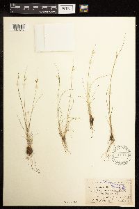 Juncus tenuis image