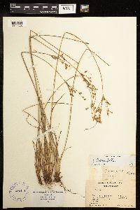 Juncus tenuis image