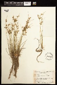 Juncus tenuis image