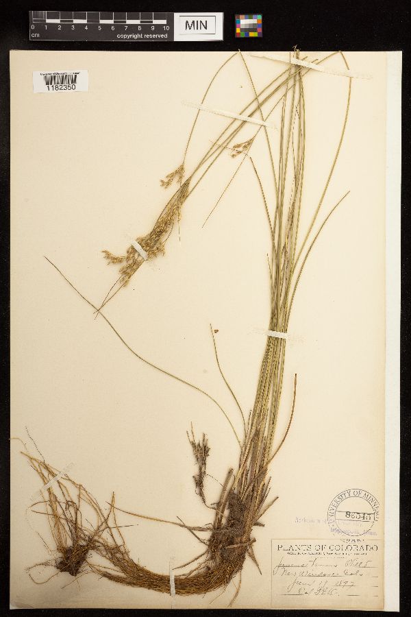 Juncus tenuis image