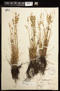 Juncus tenuis image