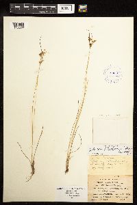 Juncus tenuis image