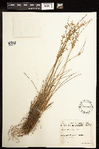 Juncus tenuis image