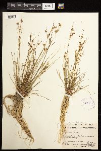 Juncus tenuis image