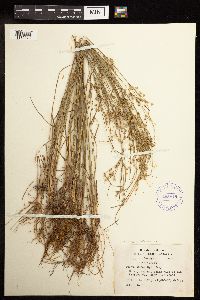 Juncus tenuis image