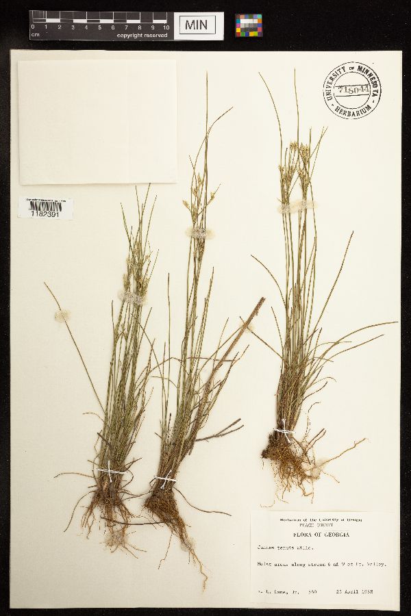 Juncus tenuis image