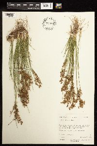 Juncus tenuis image