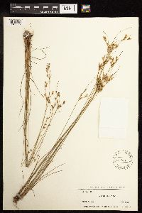 Juncus tenuis image