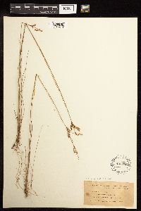 Juncus tenuis image