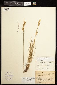 Juncus tenuis image