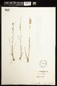 Juncus tenuis image