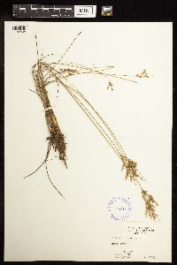 Juncus tenuis image