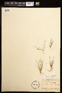 Juncus tenuis image