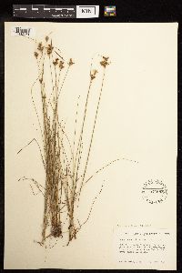 Juncus tenuis image