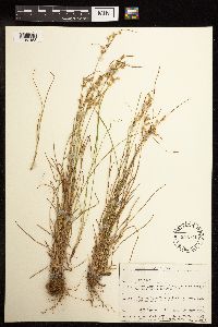 Juncus tenuis image