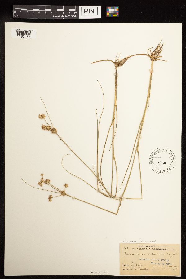 Juncus texanus image