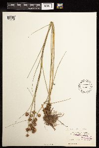 Juncus texanus image