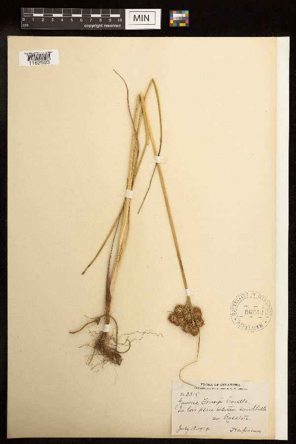 Juncus torreyi image