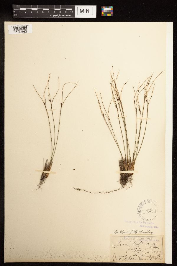 Juncus trifidus image