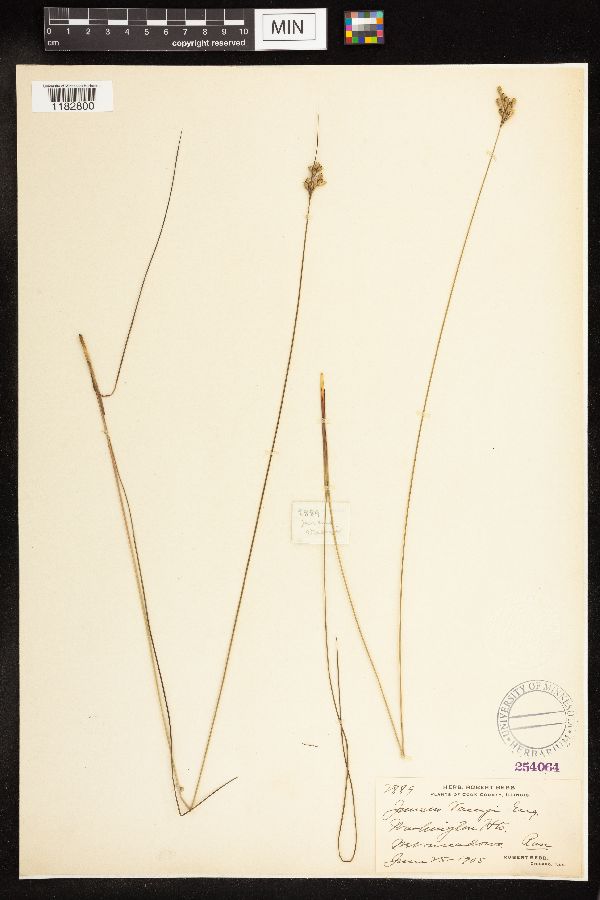 Juncus vaseyi image