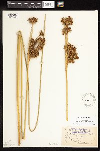 Juncus acutus subsp. leopoldii image