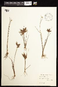 Juncus acuminatus image