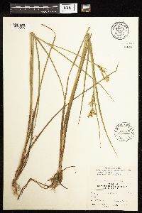 Juncus acuminatus image