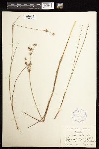 Juncus acuminatus image