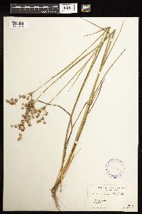 Juncus acuminatus image