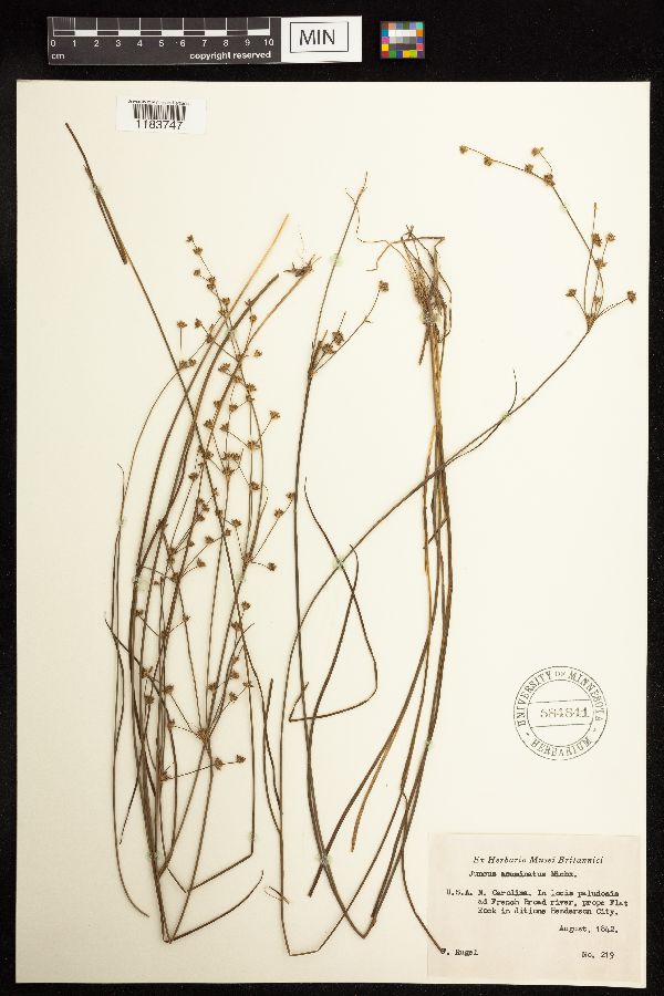 Juncus acuminatus image