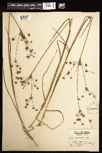 Juncus acuminatus image