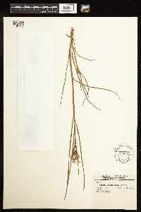 Juncus acuminatus image