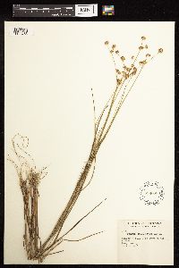 Juncus acuminatus image