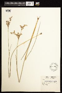 Juncus acuminatus image