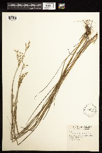 Juncus acuminatus image