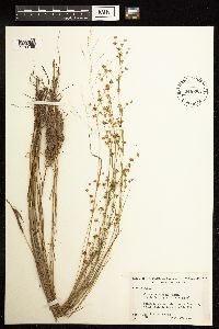 Juncus acuminatus image