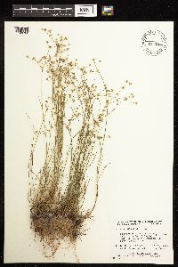 Juncus acuminatus image