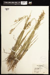 Juncus acuminatus image