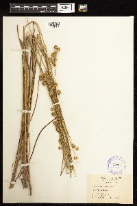 Juncus acuminatus image