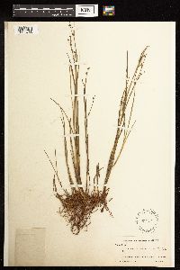 Juncus acuminatus image