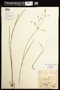 Juncus acuminatus image