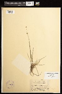 Juncus acuminatus image