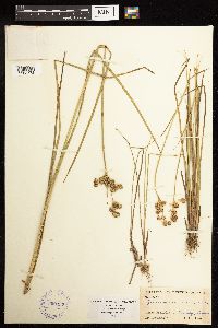 Juncus acuminatus image