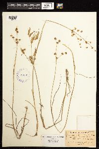 Juncus acuminatus image